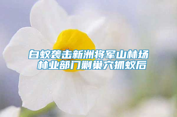 白蚁袭击新洲将军山林场 林业部门剿巢穴抓蚁后