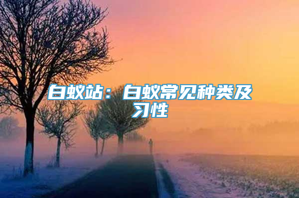 白蚁站：白蚁常见种类及习性