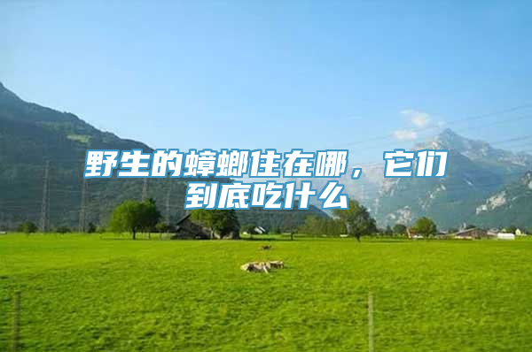 野生的蟑螂住在哪，它们到底吃什么