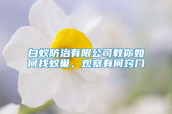 白蚁防治有限公司教你如何找蚁巢，观察有何窍门