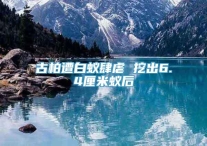古柏遭白蚁肆虐 挖出6.4厘米蚁后