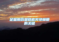 足量用药是彻底灭绝蟑螂的关键