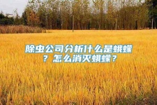 除虫公司分析什么是蛾蠓？怎么消灭蛾蠓？