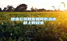 除虫公司教你如何防治木材上的蛀虫