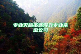 专业灭跳蚤还得靠专业杀虫公司