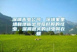 深圳杀虫公司：深圳家里墙和地板出现瓜籽般的怪虫，深褐色头的幼虫叫衣蛾