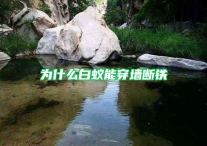 为什么白蚁能穿墙断铁