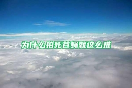 为什么拍死苍蝇就这么难