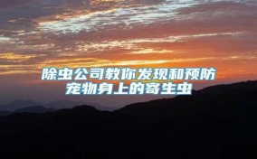 除虫公司教你发现和预防宠物身上的寄生虫