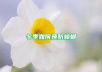 冬季如何预防蟑螂