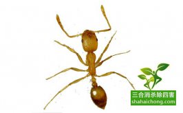 家里有蚂蚁怎么办？12种消灭蚂蚁的方法送给您