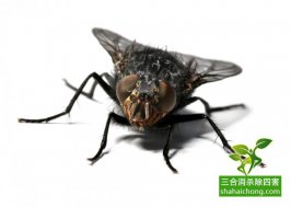预防苍蝇方法