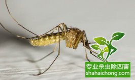 认可灭蚊灯厂家的两大根本原因