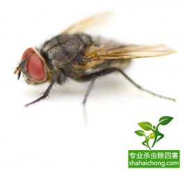 网友反映九江优壹朵万达店“面包柜内飞苍蝇” ……你怎么看？
