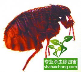 【办公室仓库有了跳蚤怎么办？】