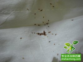 食品工厂灭飞虫灭虫公司来帮忙