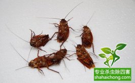 杀蟑螂公司教大家酒店消灭蟑螂最佳方法