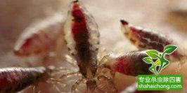 除虫公司灭蝇最佳方法推荐