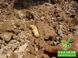 政务服务中心住建窗口切实加强白蚁危害宣传