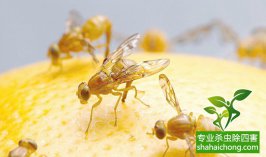 深圳松岗街道网格联手取缔一勾兑酱油黑作坊