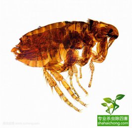 危害：“新四害”之首，已成为多种疾病的产生和传播根源