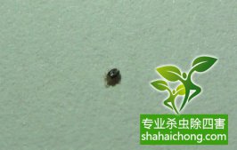 食品工厂飞虫怎么灭，专业控虫公司告诉你