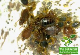 被臭虫咬了怎么办？杀虫公司教你应该如何处理