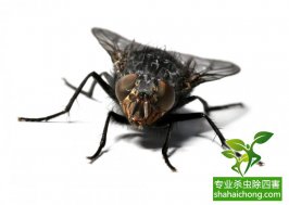 无味杀虫剂对人危害大吗？