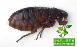 新房装修好多久能入住？