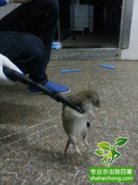 除虫公司对鼠、蚊、蝇、蟑螂灭杀标准