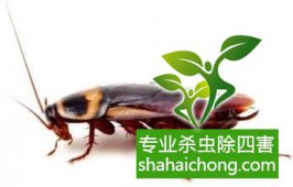 自制蟑螂药的方法