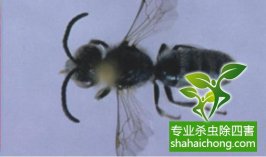 全国爱卫会除四害服务考核标准