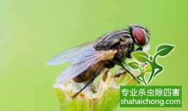头上停只苍蝇没有赶走....希拉里怎么就变成机器人了？