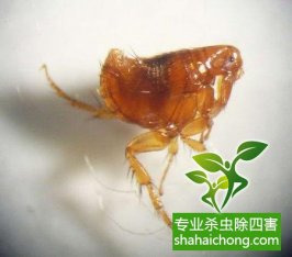 灭跳蚤-跳蚤的处理