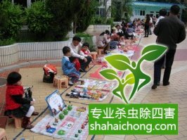 家里发现跳蚤，你可以这么做！