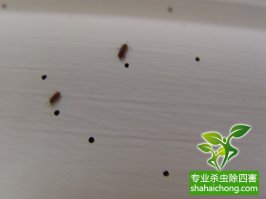 家里发现跳蚤不可忽视，除虫公司教你防治高招