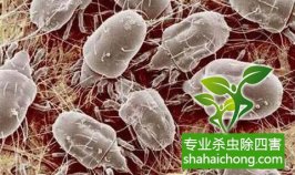 深圳除螨虫公司专业认识螨虫