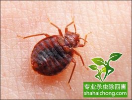 有害生物（PEST）的概念