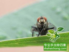 同一行动灭四害