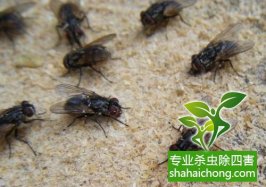 医院有害生物防治目标和步骤