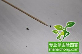 家里发现跳蚤应该怎么消灭