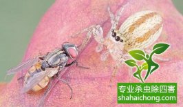 除四害:四害对人类的危害-