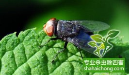 蝇类防治方案