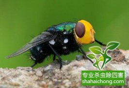 果蝇有什么危害？怎样才能消灭果蝇？