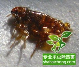深圳灭跳蚤，从根本上消灭跳蚤