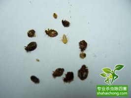 虫子半夜咬人导致皮肤病，你家里需要灭臭虫！