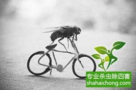 四害的危害性？