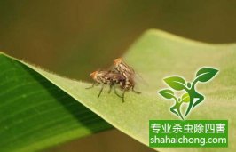 各种方法防治四害