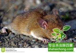 灭除四害需要注意哪些方面