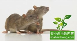 衣鱼是什么虫怎么防治